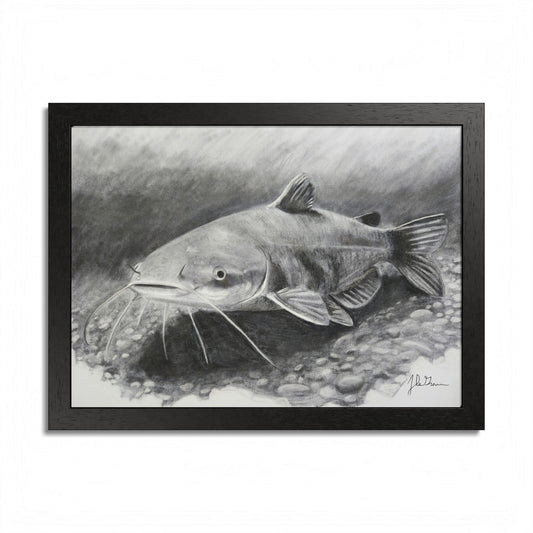 "Catfish" Framed Paper Print